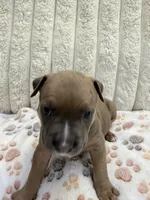 Frenchi, a female American Bully for sale in New York City, NY – 2 of 3