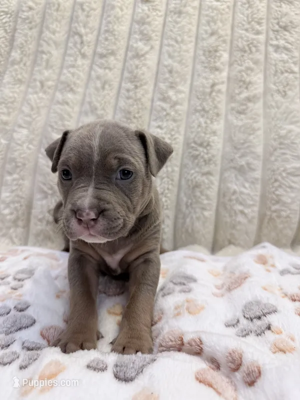 Sage – American Bully puppy for sale in New York City, NY