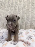 Sage, a female American Bully for sale in New York City, NY – 1 of 3