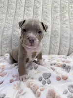 Gemini , a female American Bully for sale in New York City, NY – 3 of 3