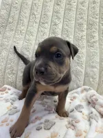 Apollo , a male American Bully for sale in New York City, NY – 3 of 3