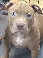 Osita, a female American Bully for sale in New York, NY – 4 of 4