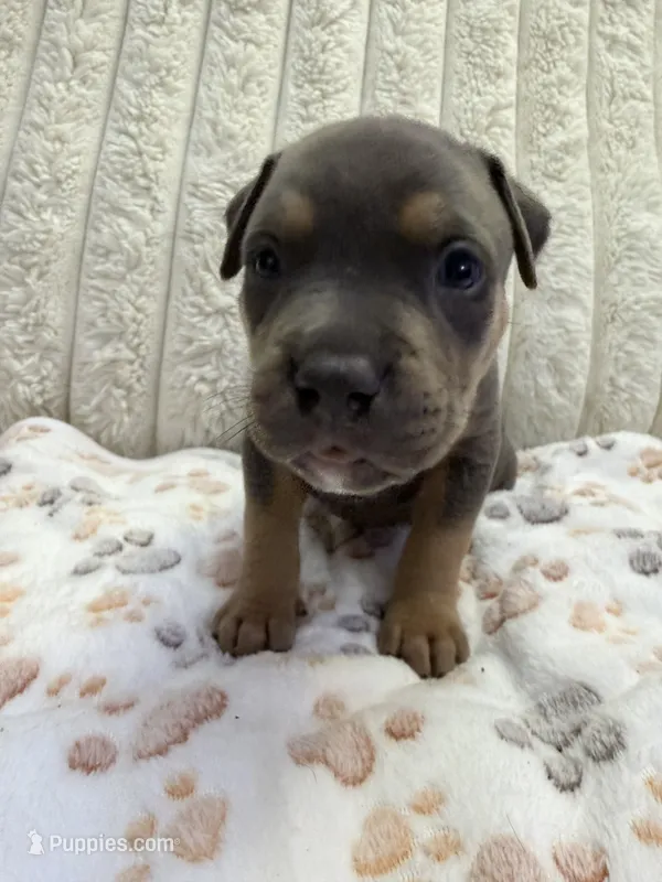 Apollo  – American Bully puppy for sale in New York City, NY