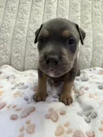 Apollo , a male American Bully for sale in New York City, NY – 1 of 3