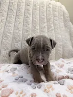 Sage, a female American Bully for sale in New York City, NY – 2 of 3