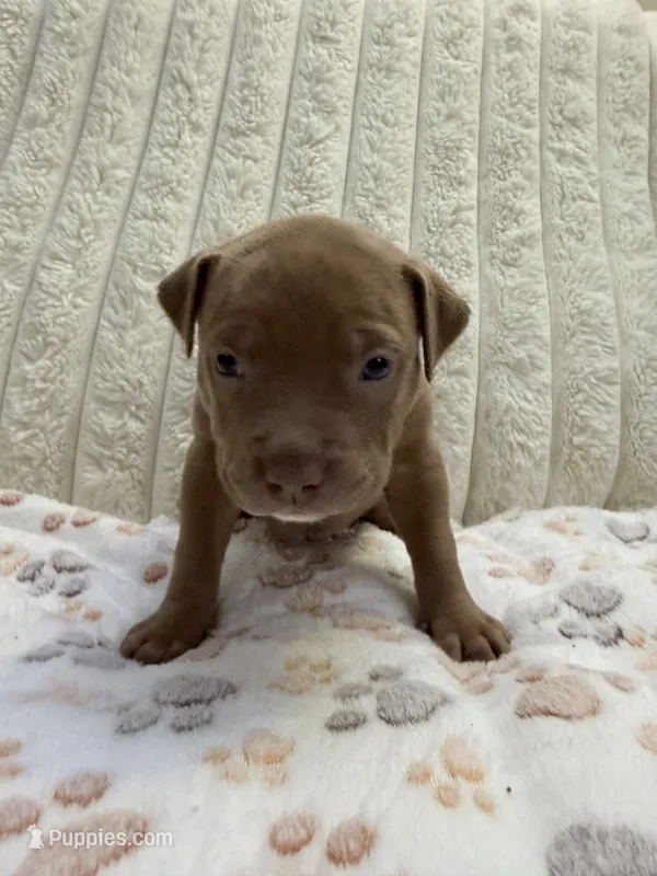 Osito – American Bully puppy for sale in New York City, NY