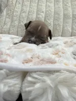 Chi chi, a female American Bully for sale in New York City, NY – 3 of 3
