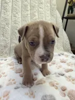 Dipstick, a male American Bully for sale in New York City, NY – 3 of 4