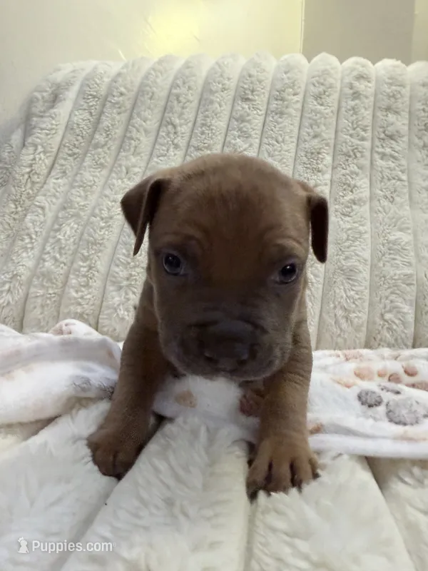 Onyx – American Bully puppy for sale in New York City, NY