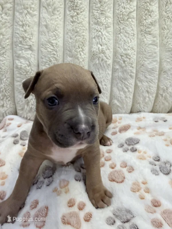 Frenchi – American Bully puppy for sale in New York City, NY