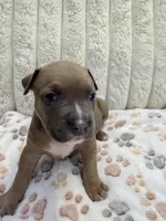 Frenchi, a female American Bully for sale in New York City, NY – 1 of 3