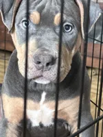 Venus, a female American Bully for sale in New York, NY – 3 of 6