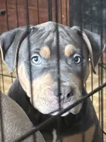Venus, a female American Bully for sale in New York, NY – 5 of 6
