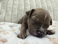 Chi chi, a female American Bully for sale in New York City, NY – 1 of 3