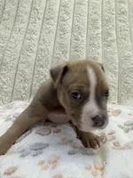 Dipstick, a male American Bully for sale in New York City, NY – 2 of 4