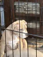 FAT DADDY , a male American Bully for sale in New York, NY – 4 of 6