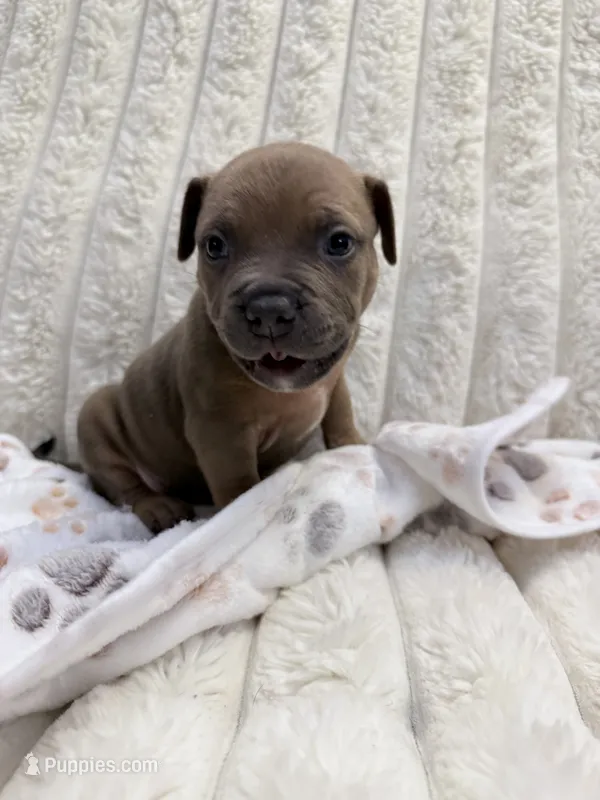 Tony – American Bully puppy for sale in New York City, NY