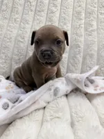 Tony, a male American Bully for sale in New York City, NY – 1 of 2