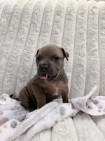 Tony, a male American Bully for sale in New York City, NY – 2 of 2