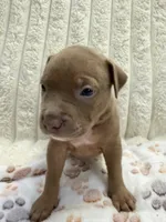 Osito, a male American Bully for sale in New York City, NY – 2 of 3