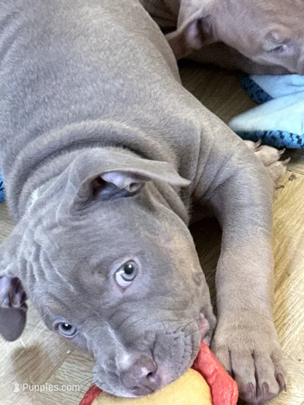 Sage – American Bully puppy for sale in New York, NY