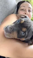 Venus, a female American Bully for sale in New York, NY – 4 of 6