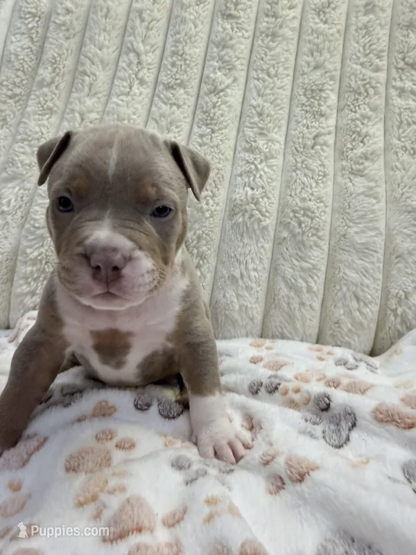 Gemini  – American Bully puppy for sale in New York City, NY
