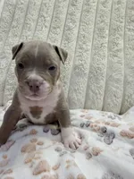 Gemini , a female American Bully for sale in New York City, NY – 1 of 3