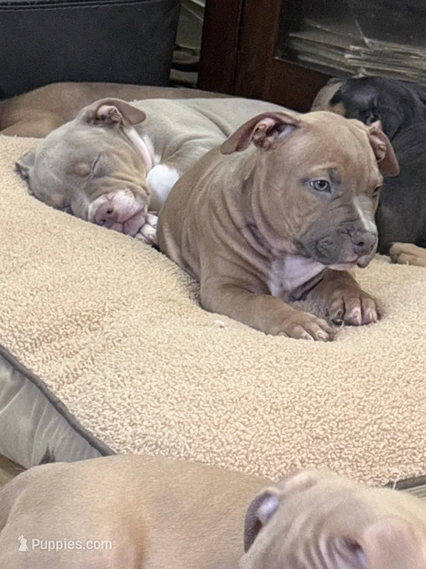 Frenchi – American Bully puppy for sale in New York, NY