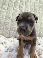 Apollo , a male American Bully for sale in New York City, NY – 2 of 3