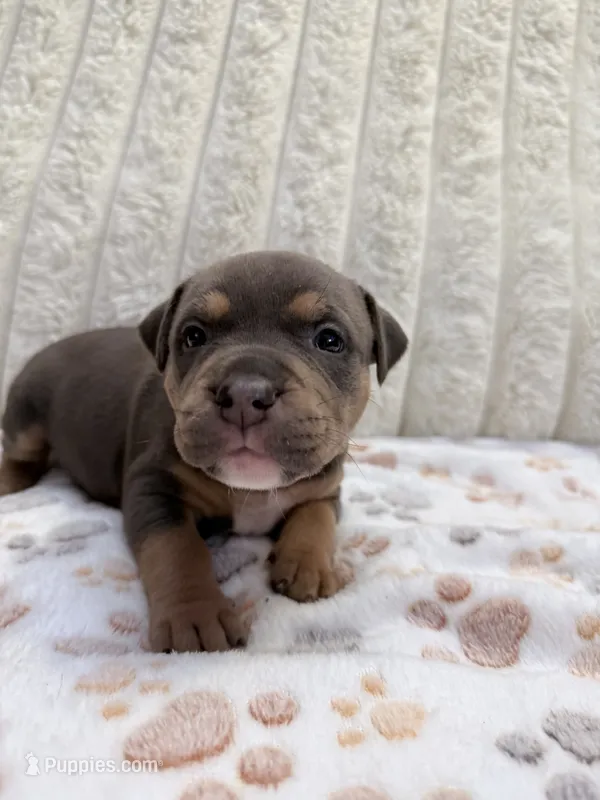 Venus – American Bully puppy for sale in New York City, NY
