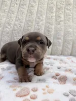 Venus, a female American Bully for sale in New York City, NY – 1 of 2