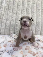 Gemini , a female American Bully for sale in New York City, NY – 2 of 3