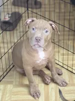 Osita, a female American Bully for sale in New York, NY – 3 of 4