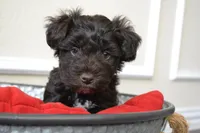 AKC Chewy, a male Miniature Schnauzer for sale in Midlothian, TX – Photo 3 of 3