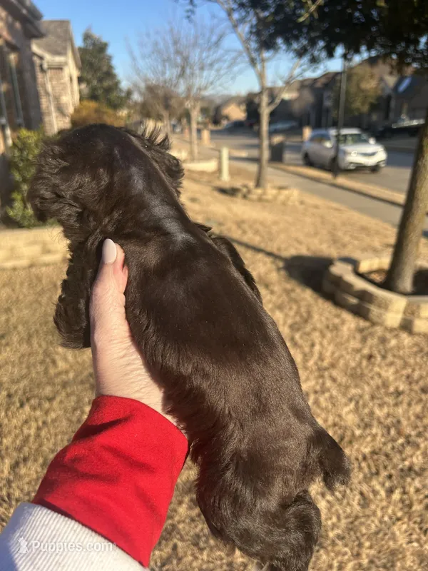 AKC Chewy, a male Miniature Schnauzer for sale in Midlothian, TX – Photo 1 of 3