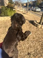 AKC Chewy, a male Miniature Schnauzer for sale in Midlothian, TX – Photo 2 of 3