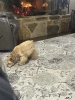 AKC Wheaton, a female Miniature Schnauzer for sale in Midlothian, TX – Photo 3 of 4