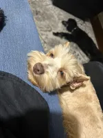 AKC Wheaton, a female Miniature Schnauzer for sale in Midlothian, TX – Photo 4 of 4