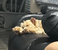 AKC Wheaton, a female Miniature Schnauzer for sale in Midlothian, TX – Photo 2 of 4