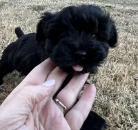Curly, a male Miniature Schnauzer for sale in Midlothian, TX – Photo 1 of 5