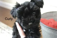 Curly, a male Miniature Schnauzer for sale in Midlothian, TX – Photo 2 of 5