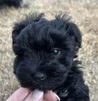 Curly, a male Miniature Schnauzer for sale in Midlothian, TX – Photo 5 of 5