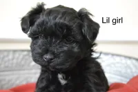 Tiny Toy , a female Miniature Schnauzer for sale in Midlothian, TX – Photo 1 of 3