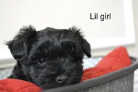 Tiny Toy , a female Miniature Schnauzer for sale in Midlothian, TX – Photo 2 of 3