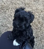 Tiny Toy , a female Miniature Schnauzer for sale in Midlothian, TX – Photo 3 of 3