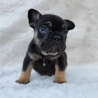 Bison AKC, a male French Bulldog for sale in San Jose, CA – Photo 7 of 9