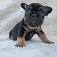 Bison AKC, a male French Bulldog for sale in San Jose, CA – Photo 1 of 9