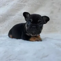Bison AKC, a male French Bulldog for sale in San Jose, CA – Photo 5 of 9
