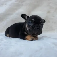 Bison AKC, a male French Bulldog for sale in San Jose, CA – Photo 3 of 9